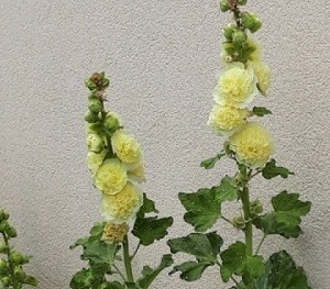 Plante-Vivace-Alcea-Rosea-Charter's-'Double-Jaune'