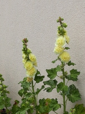 Plante-Vivace-Alcea-Rosea-Charter's-'Double-Jaune'