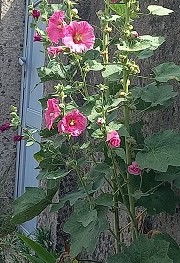 Plante-Vivace-Alcea-Rosea-Charter's-'Double-Rose'