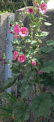 Plante-Vivace-Alcea-Rosea-Charter's-'Double-Rose'