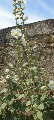 Plante-Vivace-Alcea-Rosea-Charter's-'Double-Blanche'