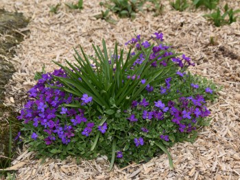 Plante-Vivace-Aubrietia-'Royal-Violette'