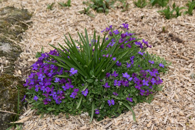 Plante-Vivace-Aubrietia-'Royal-Violette'