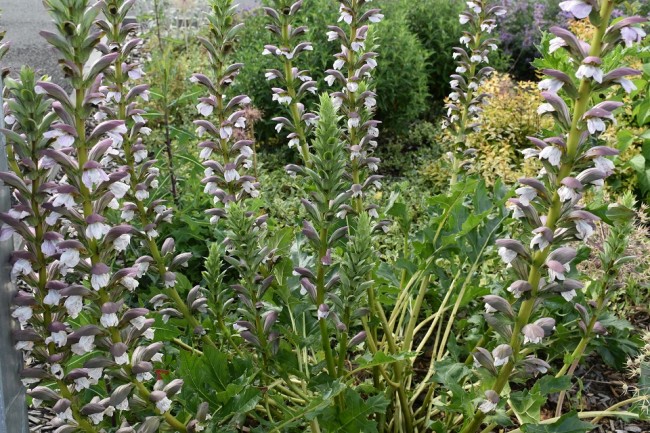 Plantes-Vivaces-Acanthus-Mollis