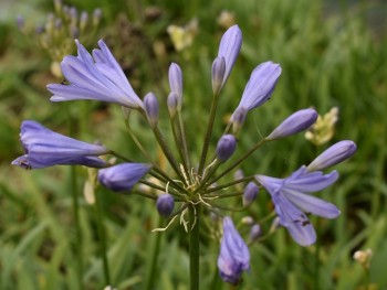 Plante-Vivace-Agapanthus-'Peter-Pan'