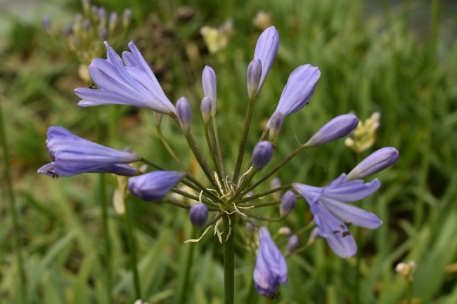 Plante-Vivace-Agapanthus-'Peter-Pan'