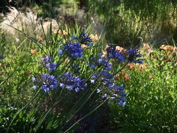 Plante-Vivace-Agapanthus-umbellatus-bleu