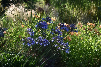 Plante-Vivace-Agapanthus-umbellatus-bleu