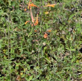 Plante-Vivace-Agastache-aurantiaca