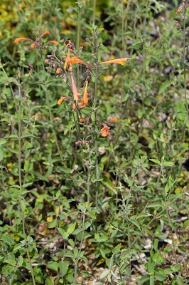 Plante-Vivace-Agastache-aurantiaca