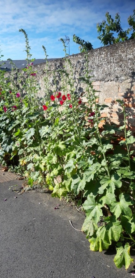 Plante-Vivace-Alcea-filicifolia