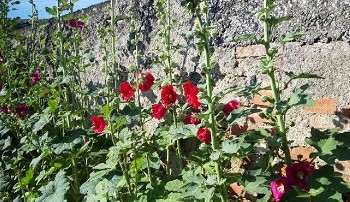 Plante-Vivace-Alcea-Rosea-double-rouge