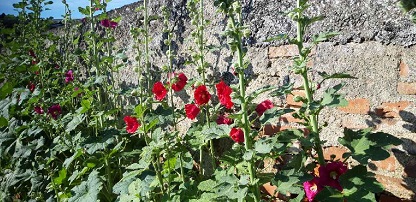 Plante-Vivace-Alcea-Rosea-double-rouge