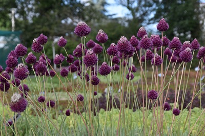 Plante-Vivace-Allium-sphaerocphallum