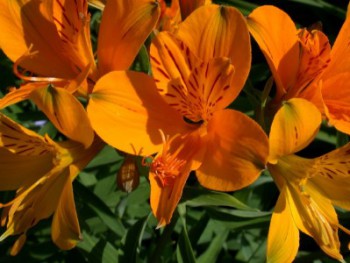 Plante-Vivace-Alstroemeria-aurantiaca