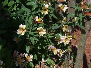 Plante-vivace-Alstroemeria-'Céline'