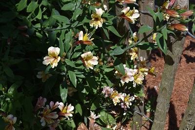 Plante-vivace-Alstroemeria-'Céline'