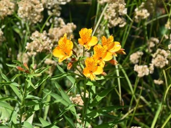 Plante-Vivace-Alstroemeria-aurantiaca-'Aurea'