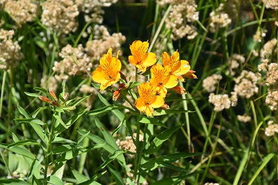 Plante-Vivace-Alstroemeria-aurantiaca-'Aurea'