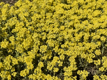 Plante-Vivace-Alyssum-montanum