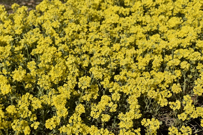 Plante-Vivace-Alyssum-montanum