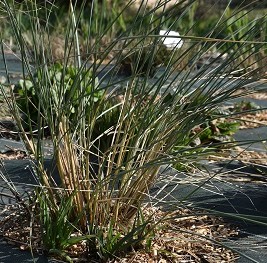 Graminée-Ammophila-arenaria