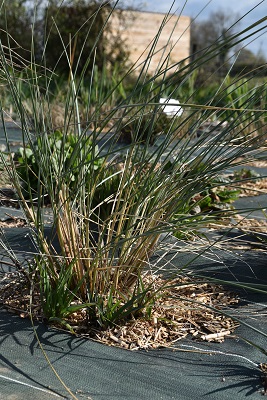 Graminée-Ammophila-arenaria