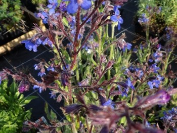 Plante-Vivace-Anchusa-azurea