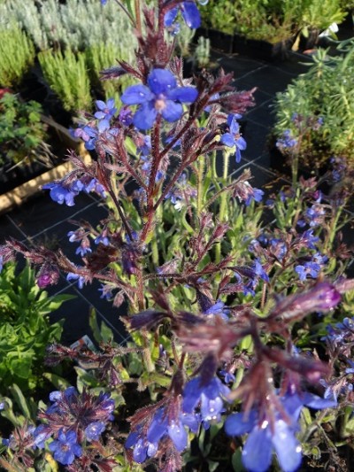 Plante-Vivace-Anchusa-azurea