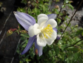 Plante-Vivace-Aquilegia-Blue-star