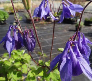 Plante-Vivace-Aquilegia-alpina