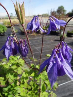 Plante-Vivace-Aquilegia-alpina