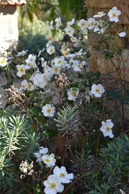 Plante-Vivace-Anemone-'Honorine-Jobert'