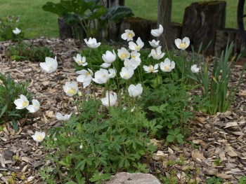 Plante-Vivace-Anemone-Sylvestris