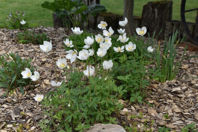 Anemone sylvestris — Pépinière Beauregard