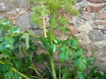 Plante-Vivace-Angelica-archangelica