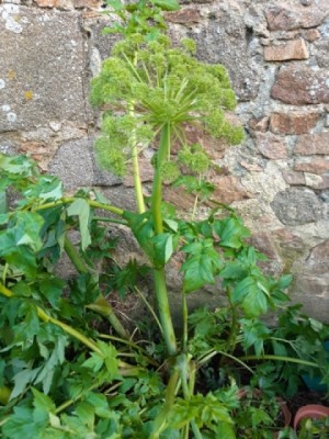 Plante-Vivace-Angelica-archangelica