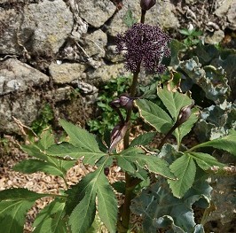 Plante-Vivace-Angelica-gigas