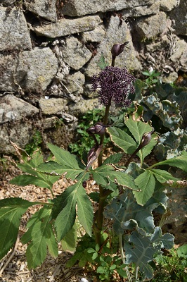 Plante-Vivace-Angelica-gigas