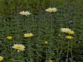 Plantes-Vivaces-Anthemis-'Sauce-Hollandaise'