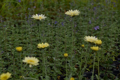 Plantes-Vivaces-Anthemis-'Sauce-Hollandaise'