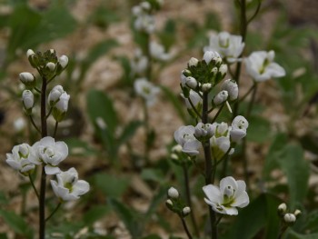 Plante-Vivace-Arabis-Caucasica-'Plena'