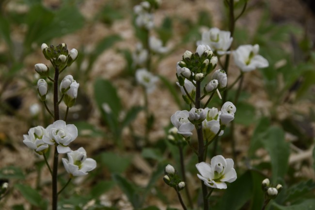 Plante-Vivace-Arabis-Caucasica-'Plena'