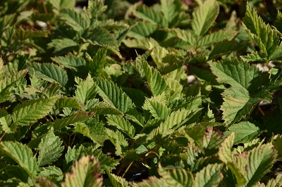 Plante-Vivace-Aruncus-dioicus