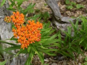 Plante-Vivace-Asclepia-tuberosa