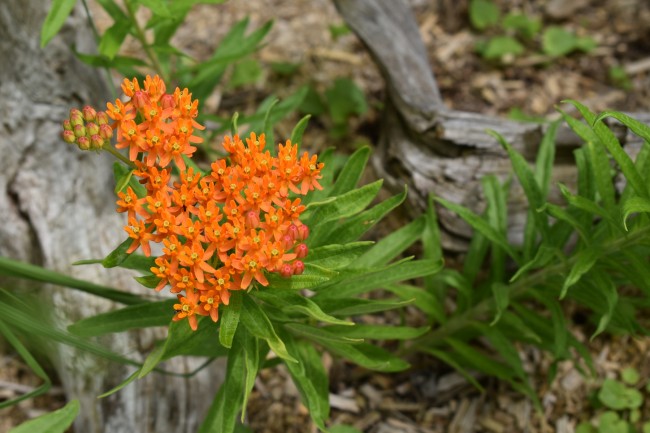 Plante-Vivace-Asclepia-tuberosa