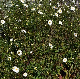 Plante-Vivace-Aster-novae-belgii-'White-Ladies'