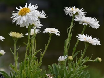 Plante-Vivace-Aster-alpinus-'Albus'