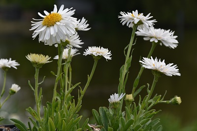 Plante-Vivace-Aster-alpinus-'Albus'