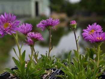 Plante-Vivace-Aster-alpinus-'Happy-End'